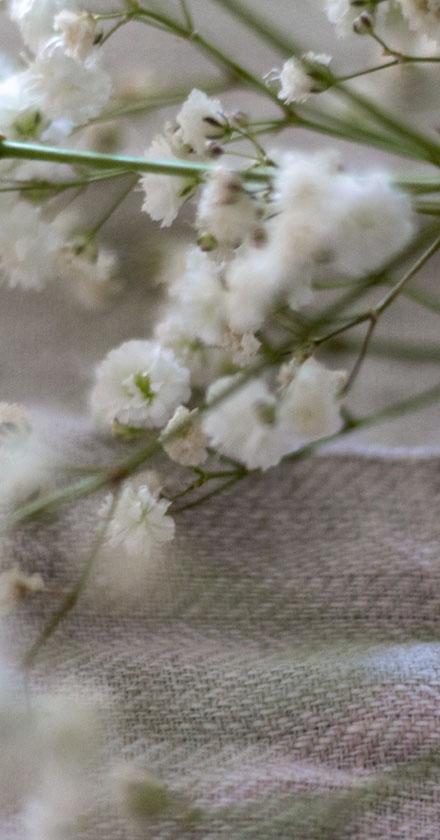 baby's breath baby's breath